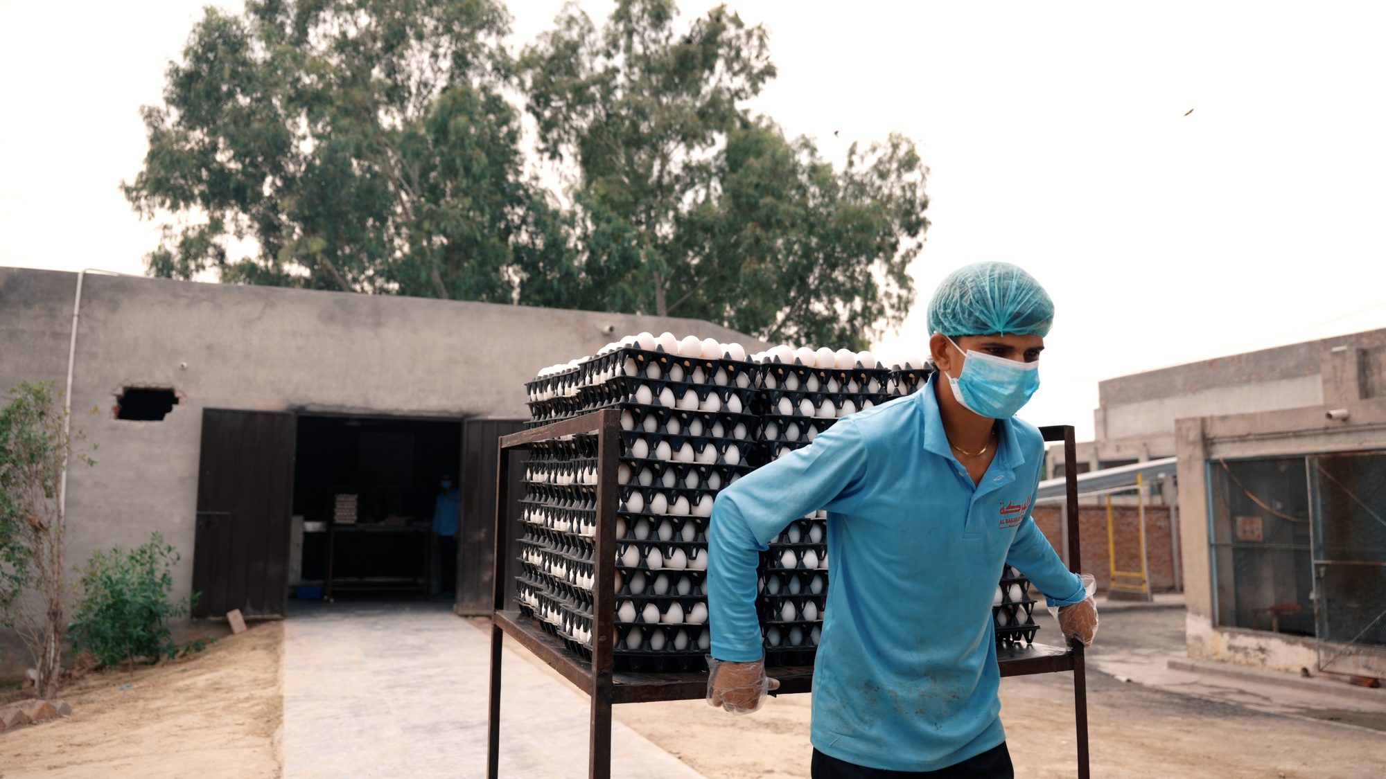 Staff member transporting a rack of egg trays