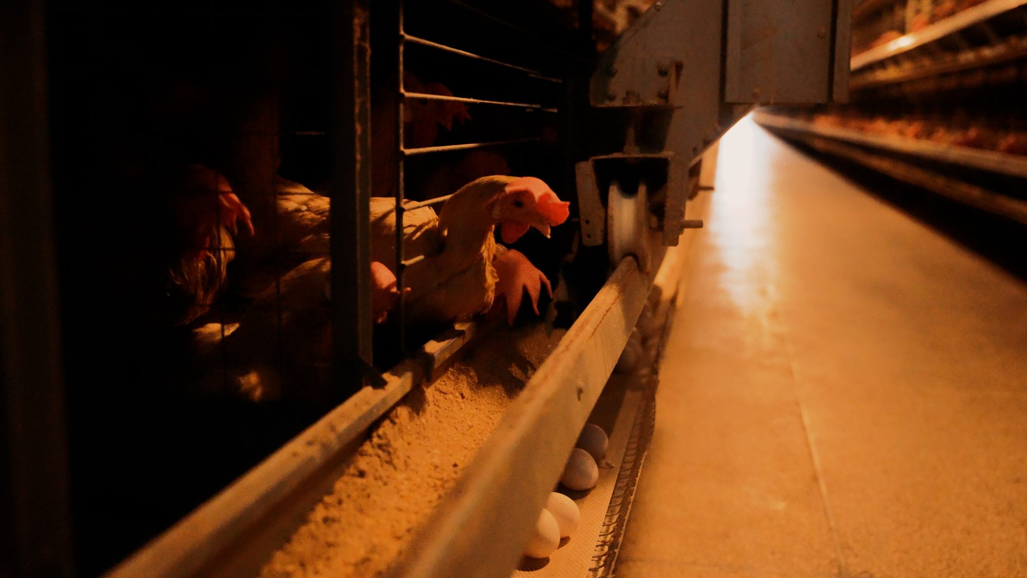 Automated Feeding & Climate Control