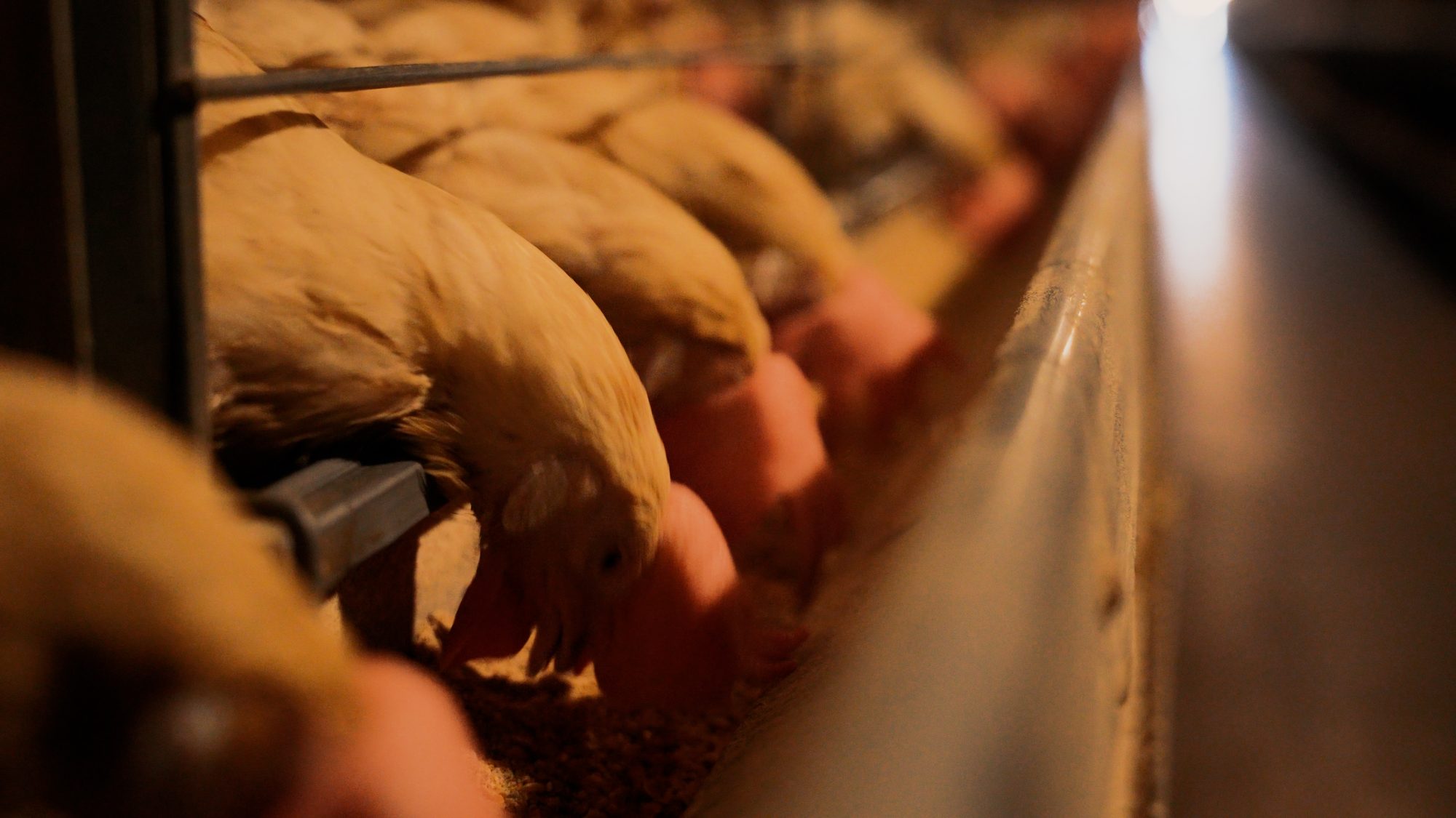 Hens feeding along the automated feed line