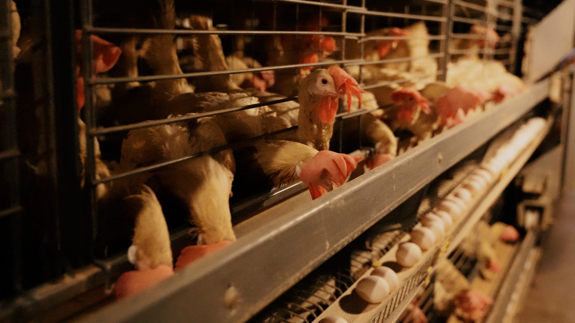 Laying hens in climate-controlled housing with fresh eggs beneath