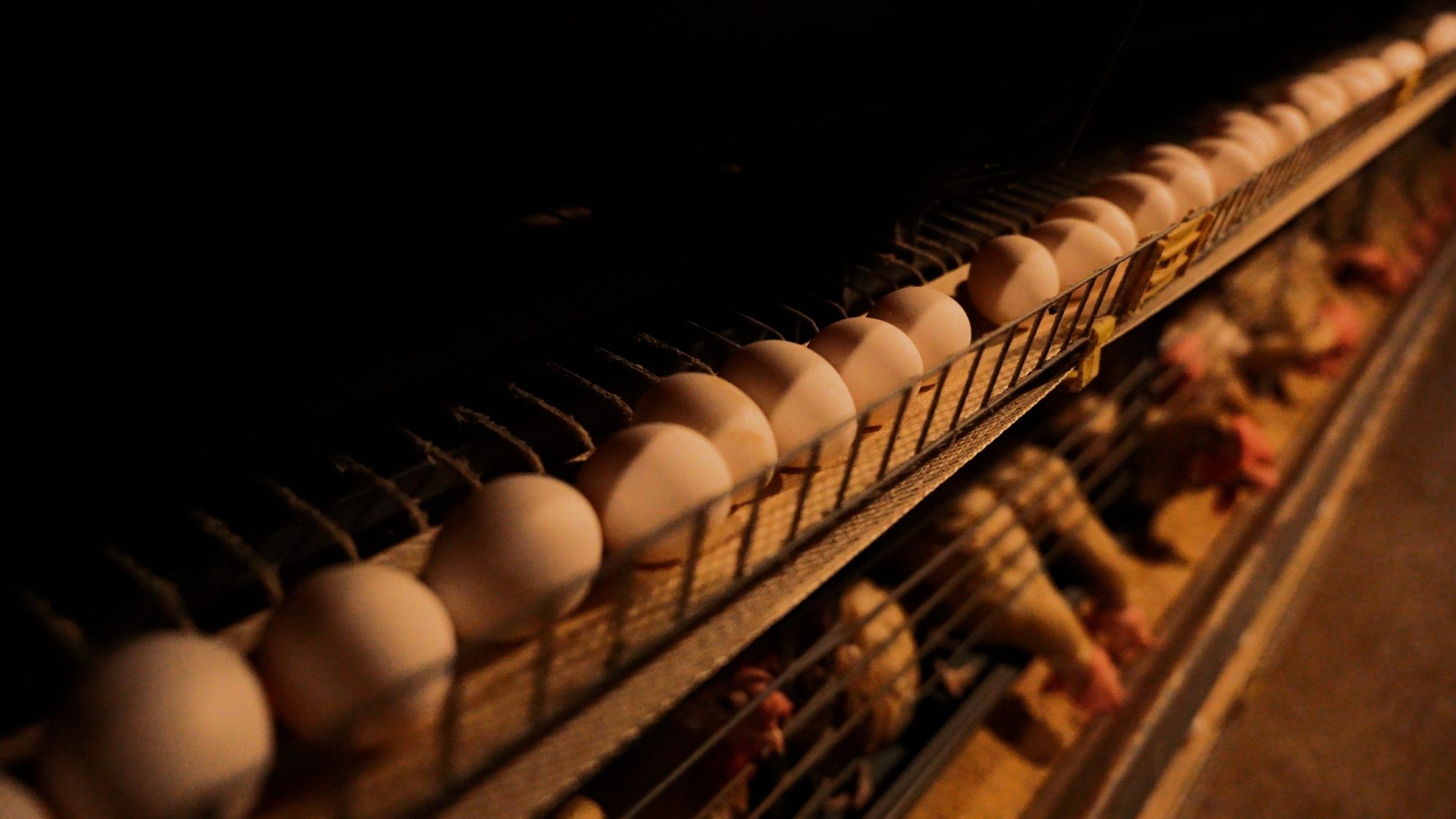 Hens in cages beside freshly laid eggs