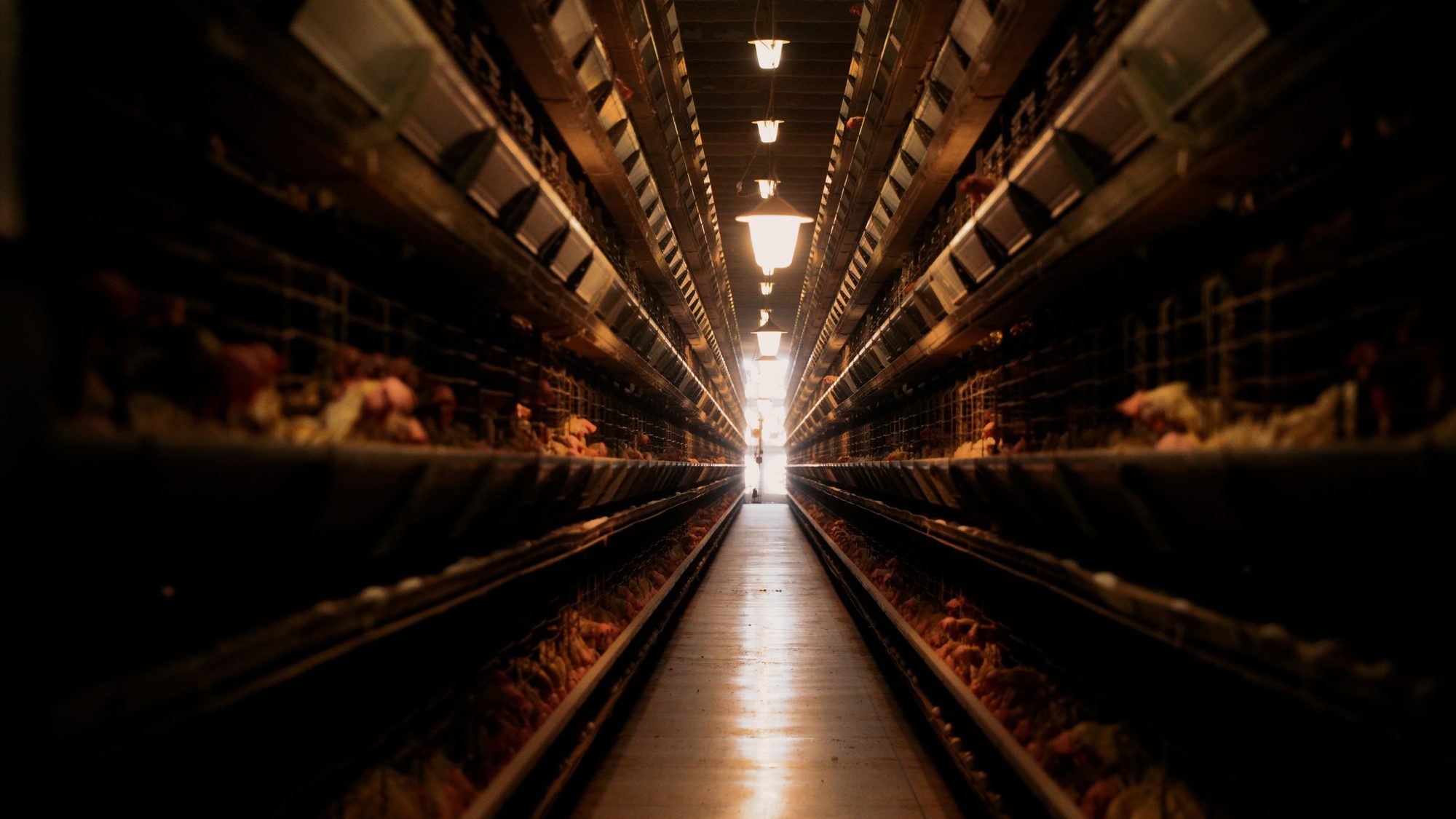 Livestock Care