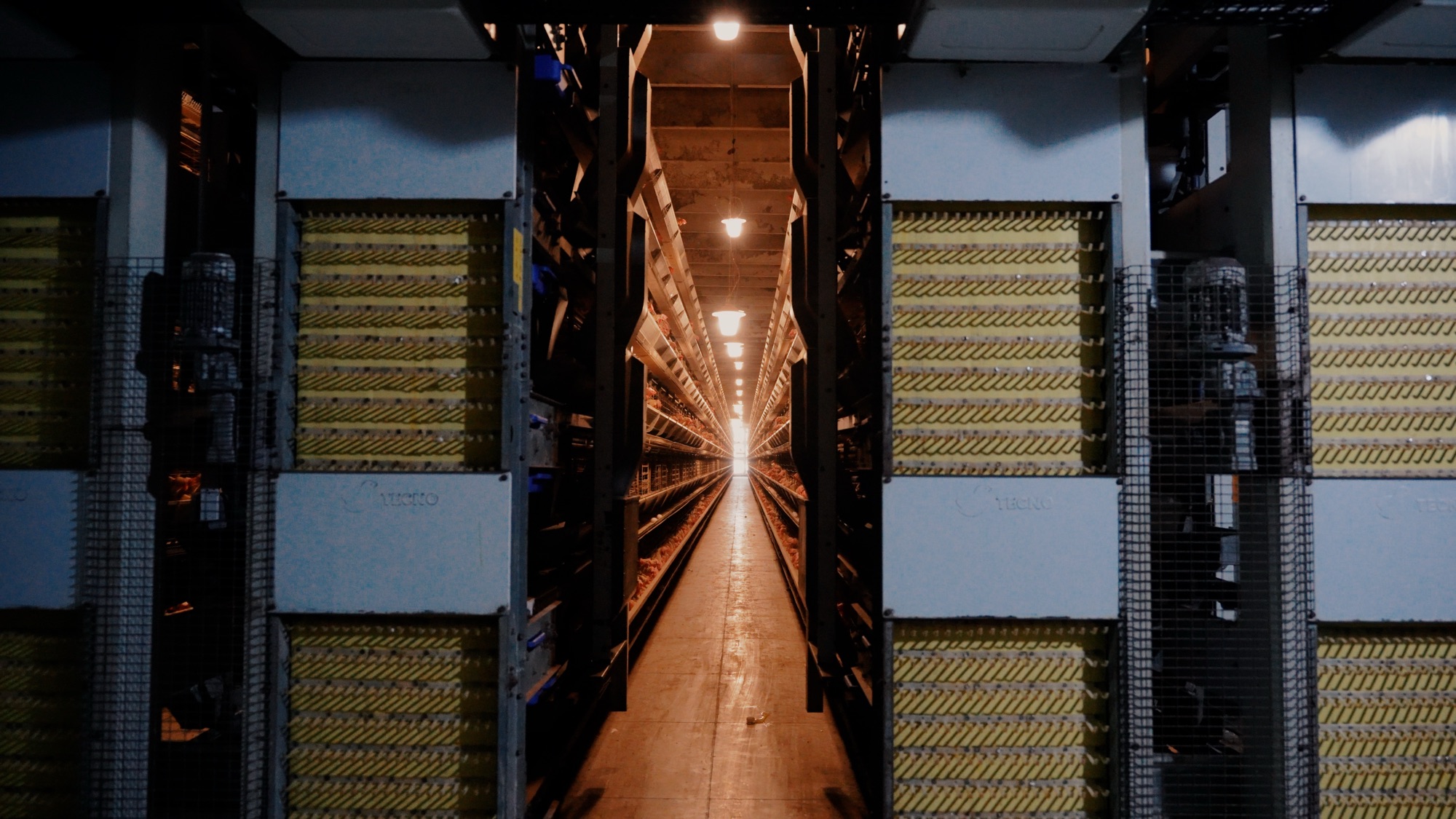 Wide view down a row of laying hen housing