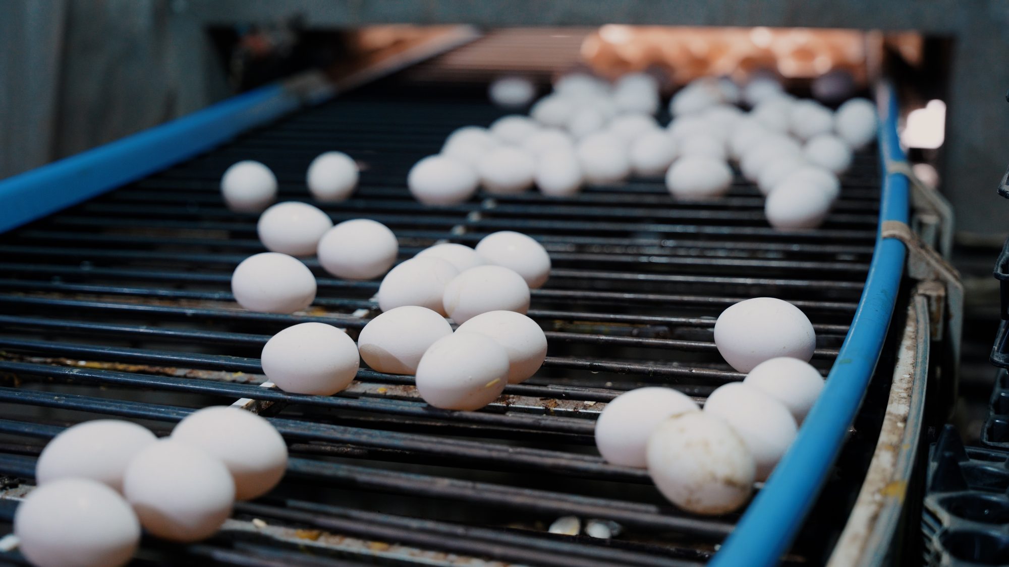 Eggs moving along the grading conveyor