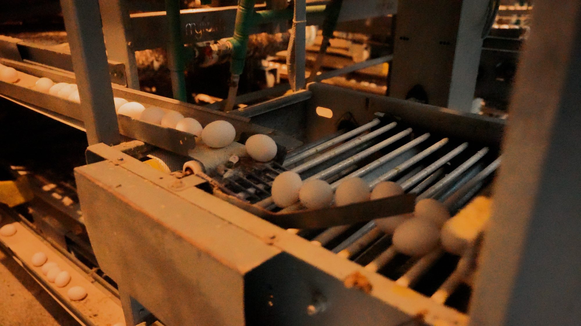 Eggs rolling along the sorting line