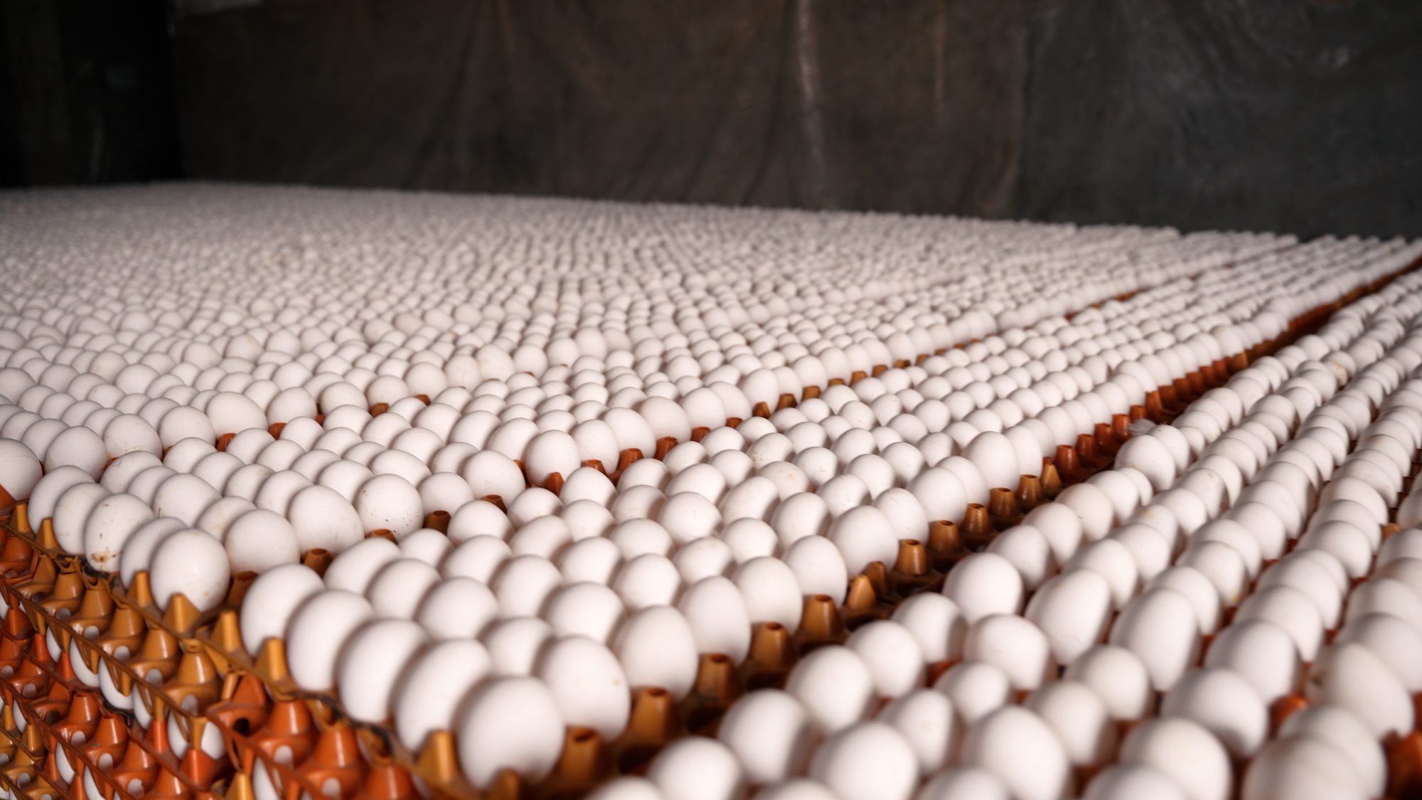 Close-up of graded eggs packed in trays