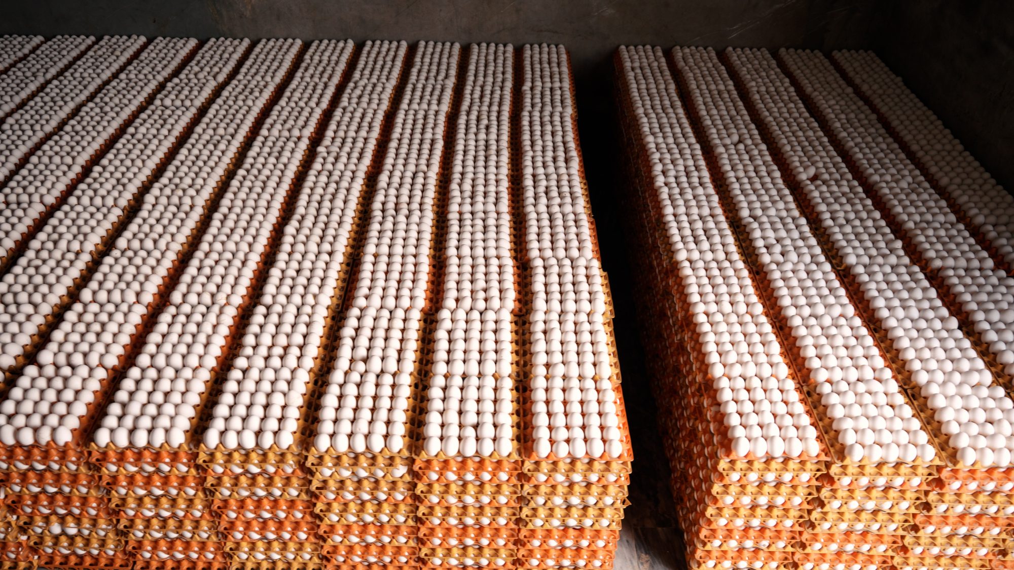 Rows of packed egg trays ready for dispatch