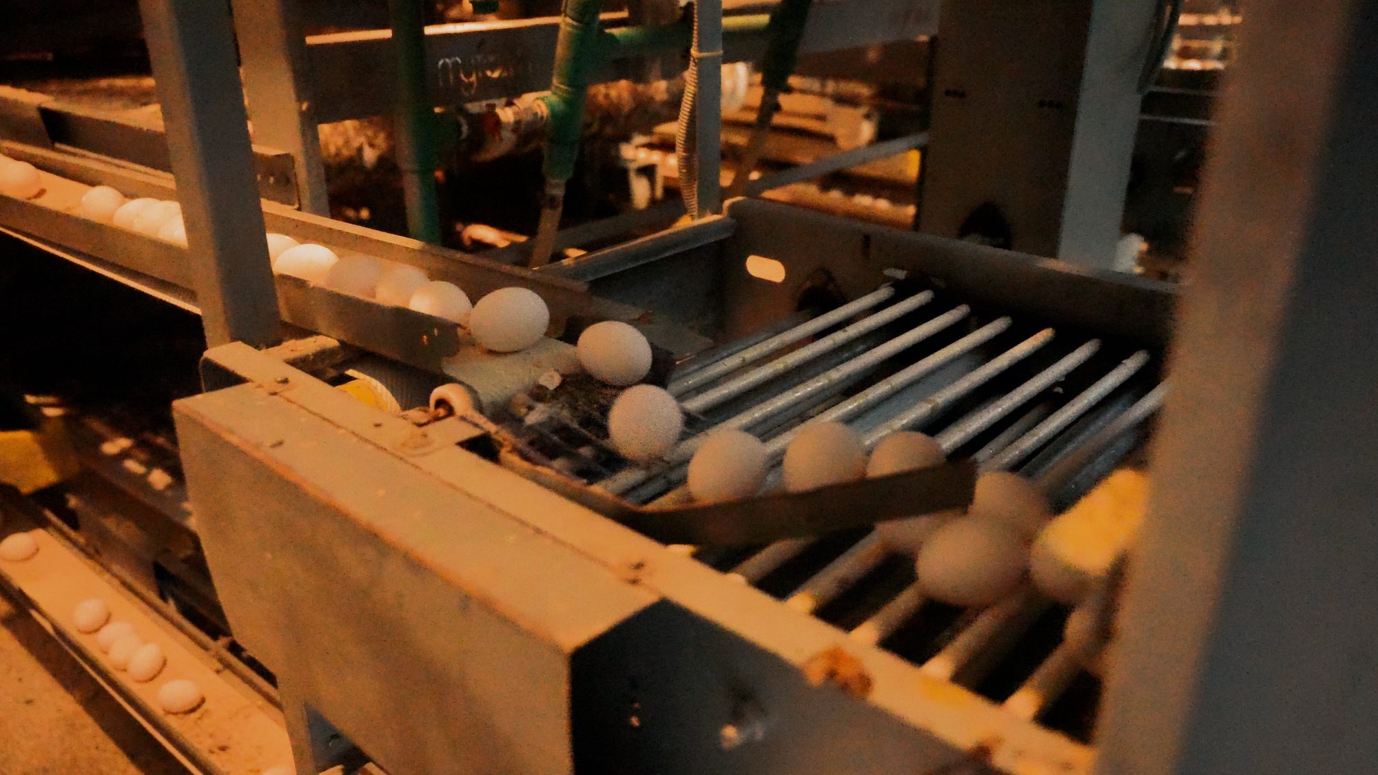 Automated conveyor collecting eggs for grading